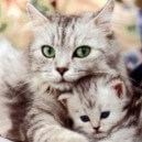 I gatti domestici