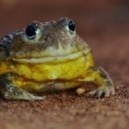 Gli anfibi: un mondo da scoprire