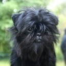Cane Affenpinscher
