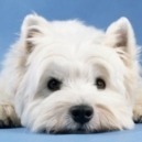 Cane West Highland White Terrier