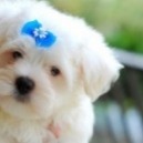 Cane Maltese