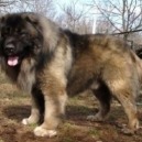 Cane Pastore del Caucaso