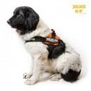Pettorina IDC Julius K9 - Il corretto posizionamento