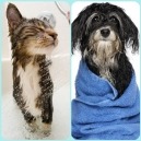 Guida sul lavaggio fai-da-te di cane e gatto