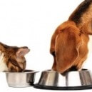 Le Ciotole per Cani e Gatti
