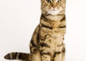 Cani e gatti campioni di bellezza