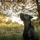 Arrivo della primavera: cosa fare con i nostri animali in casa ma non solo.