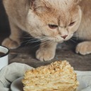 Il Diabete nel Cane e nel Gatto