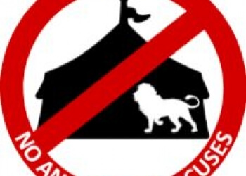 Circo e animali: un rapporto sgradevole