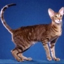 Gatto orientale