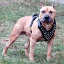Amstaff: curiosità sulla razza