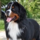 Bovaro del bernese: curiosità sulla razza