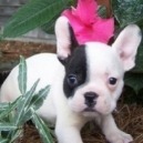 Bulldog francese: caratteristiche e curiosità