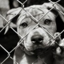 Guida all’adozione del cane