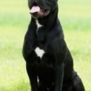 Cane corso: caratteristiche e curiosità