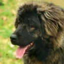cane da pastore del Caucaso