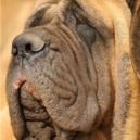 Cani molossi: nati per essere guardiani