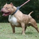 Cani molossi: l’educazione si impara da cuccioli