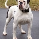 Che differenza c’è tra il bulldog americano e quello inglese?