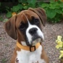 Boxer: il molosso dei bambini