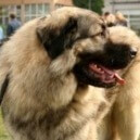 Cane da pastore di Ciarplanina