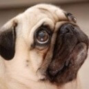 Carlino
