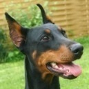 Dobermann