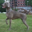 Weimaraner: un’associazione per aiutarli