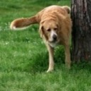 Come insegnare ad un cucciolo a fare i bisogni fuori casa