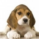 Come comprendere il comportamento del cane