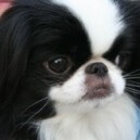 Japanese Chin: un cane dolce e vivace