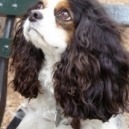 Adottare un cucciolo: cosa sapere