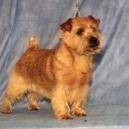 Norkfolk terrier