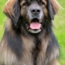 Cane Leonberger