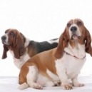 Sovrappeso ed obesità del cane: cause e conseguenze