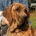Fila brasileiro
