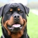 Cane Rottweiler: come educare una forza della natura