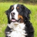Cane bovaro svizzero