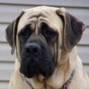 Il cane mastiff