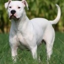 Il dogo argentino