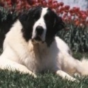 Mastino dei Pirenei: cose da sapere