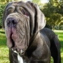 Mastino Napoletano: cosa sapere
