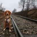 La nuova normativa Italo e Trenitalia: con i trasportini per cani ammesse anche 