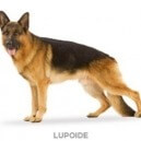 I gruppi dei cani: i lupoidi