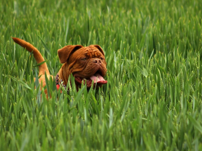 Gruppi di cani: i molossoidi