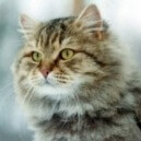Il gatto Siberiano: guida completa