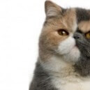 Gatto Exotic Shorthair