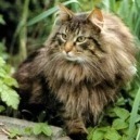 Gatto norvegese delle foreste