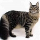 Gatto Maine Coon