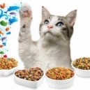 Cosa mangiano i gatti in inverno?